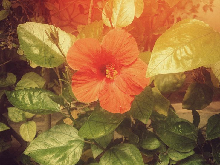 Herbal infusion for glowing skin