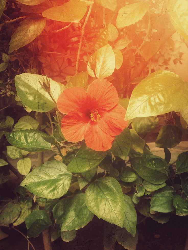 Herbal infusion for glowing skin